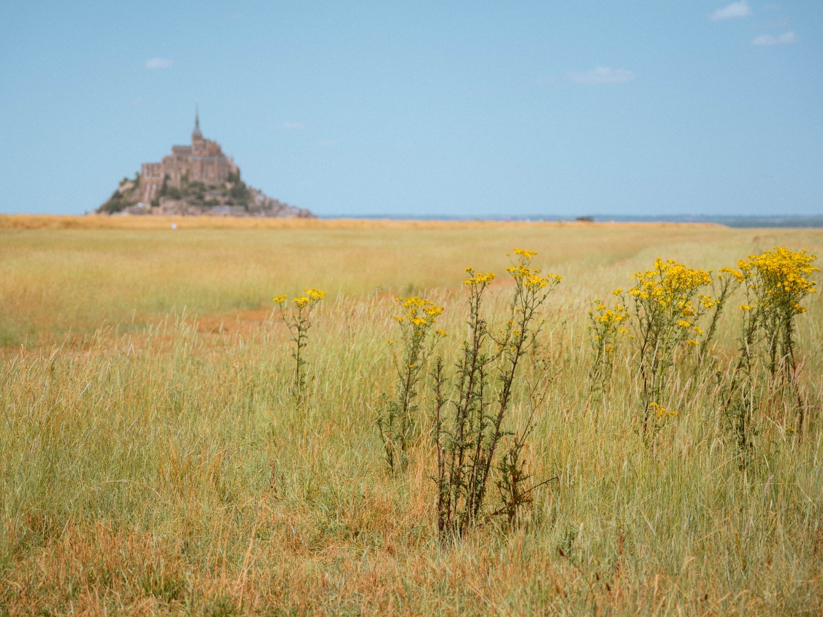 Yellow Wildflowers in Mont St. Michel, France